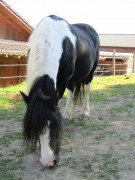 2011 004 mulberryranch