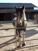 2011 004 mulberryranch