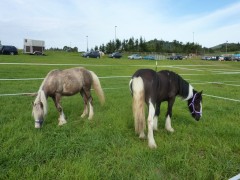 2011 0201 mulberryranch