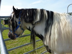 2011 0201 mulberryranch