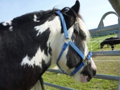 2011 0201 mulberryranch