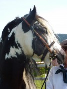 2011 0201 mulberryranch