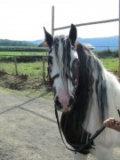 2011 0201 mulberryranch