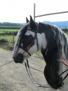 2011 0201 mulberryranch