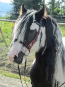 2011 0201 mulberryranch