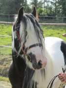 2011 0201 mulberryranch