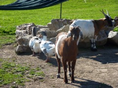 2011 004 mulberryranch