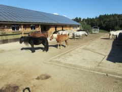 2011 004 mulberryranch