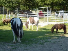 2011 004 mulberryranch