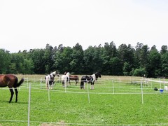 2009 012 Schmieh Juni