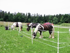 2009 013 Schmieh Juni