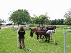 2009 017 Schmieh Juni