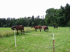 2009 018 Schmieh Juni