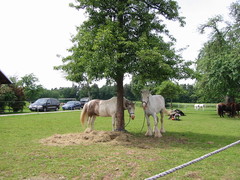 2009 020 Schmieh Juni