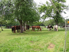 2009 021 Schmieh Juni