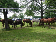 2009 022 Schmieh Juni