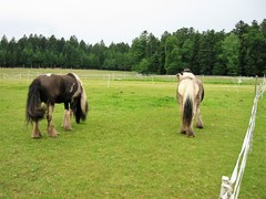 2009 028 Schmieh Juni