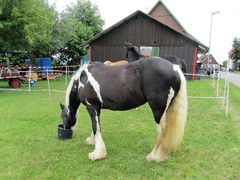 2011 028 schmieh juni