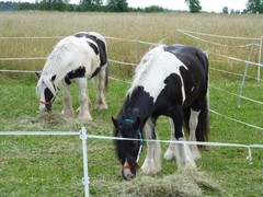 2011 031 schmieh juni