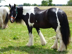 2011 032 schmieh juni