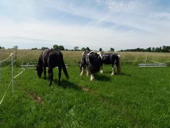 sternritt schmieh 2019 001