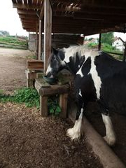 sternritt schmieh 2019 011 copy