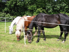 2010 007 Sternritt Schwarzenberg September