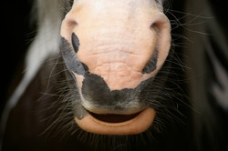 2008 006 colleen fotoshooting mai