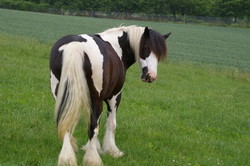 2008 014 colleen fotoshooting mai