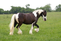 2008 016 colleen fotoshooting mai