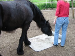 2006 tsns 05 cadero 003