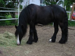 2006 tsns 05 cadero 003