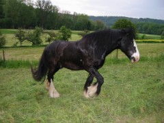 2006 tsns 05 lance 037