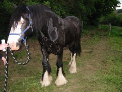 2006 tsns 05 lance 037