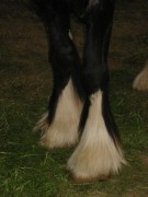 2006 tsns 05 lance 037