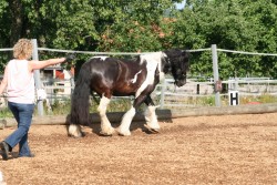 2006 tsns 07 calano 4763