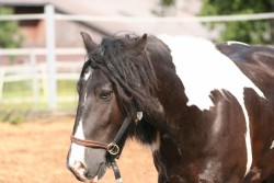 2006 tsns 07 calano 4763