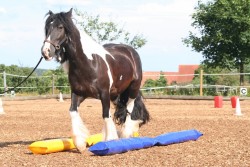 2006 tsns 07 calano 4763