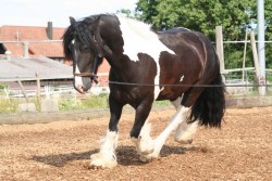 2006 tsns 07 calano 4763