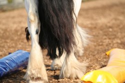 2006 tsns 07 calano 4763