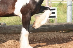 2006 tsns 07 calano 4763