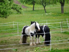 bilderaichelberg 030