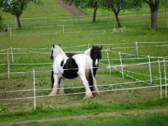 bilderaichelberg 030