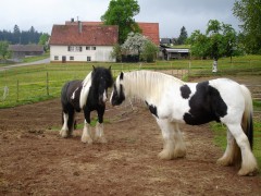 bilderaichelberg 030