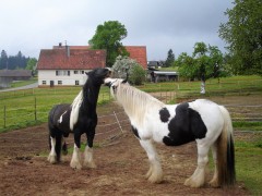 bilderaichelberg 030